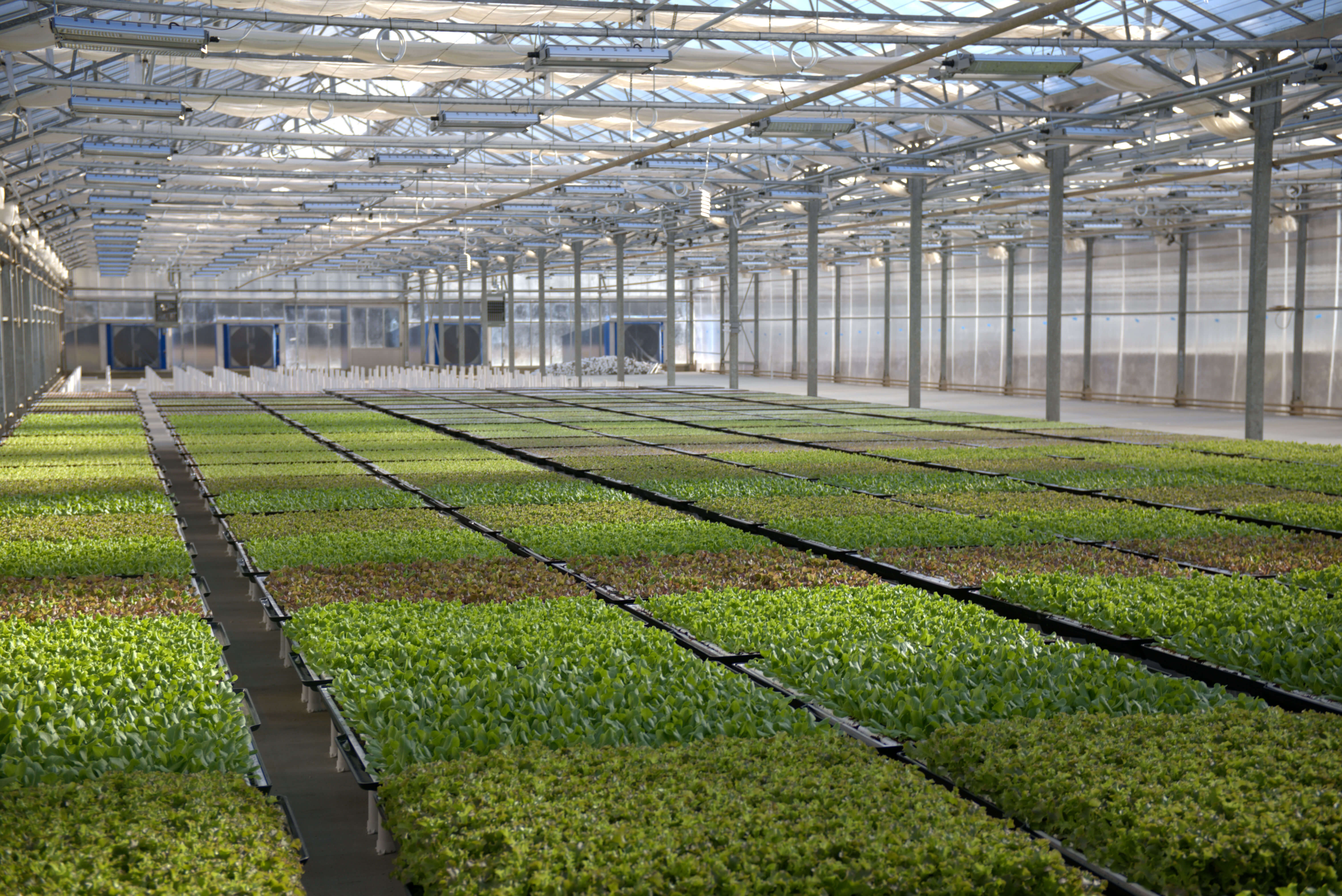 Food and agriculture icon